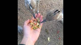 Yakalı Toy (houbara bustard)