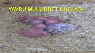 YAVRU MUHABBET KUŞLARI.