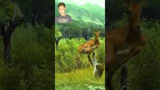 Brown Buck In Wild Life Forest