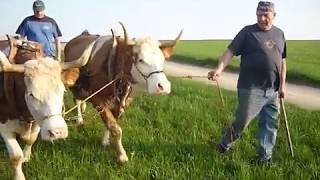 Deckenpfronner Tennentaler Kühe Teil04 diesmal mit Rolf ,unserem 4ten Mann,