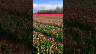 Tulips 🌷 #netherlands #tulip #amsterdam #flowers #beautiful #reels #beauty #europe