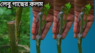 লেবু গাছের কলম করার সবথেকে সহজ পদ্ধতি | nyeme hassan 2023