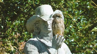 Kestrel, Castle Howard