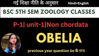 Bsc 5th sem zoology class|P1|unit-1|Obelia|Diversity of nonchordata|with pyq#bsc5thsemester #bsc