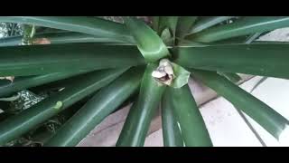 ¿Cuántas veces da Fruto una Planta de PIÑA?