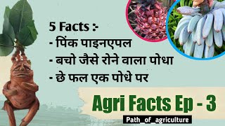 Agri Facts Ep - 3 | बचो की तरह रोने वाला पोधा | Pink pineapple | नीला केला | धाव भरनेवाला पोधा |