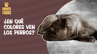 ¿En qué colores ven los perros?