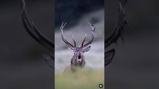 ОЛЕНЬ 🦌 ЖИВОТНЫЙ МИР ДИКАЯ ПРИРОДА