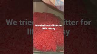 We tried fancy litter for little messy  #viral  #viralshort  #viralvideo  #furbaby