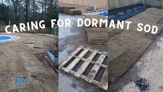 Caring for dormant bermuda sod