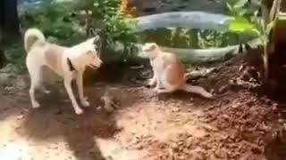 El.perro y la Gato peliando