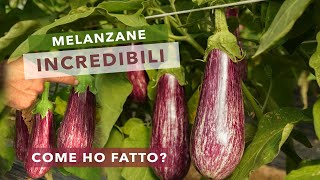 produzione MELENZANE ECCELLENTE, COME OTTENERLE in Coltura protetta (Sabaudia)