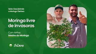 Moringa e ervas daninhas: desafios e soluções práticas, com Arthur Begliomini