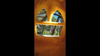 Primate POV: Jack-o'lantern edition 🎃