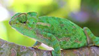 #Футаж любопытный хамелион ◄4K•HD► #Footage curious chameleon