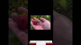 Strawberry Fields Forever #strawberrypicking #strawberries #strawberryfields #foodshorts Manitoba