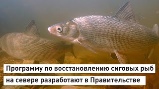 Программу по восстановлению популяций сиговых рыб на севере разработают в Правительстве.