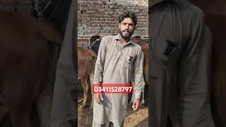 Sahiwal Bachra Farming Fresh Laat | Cholistani Bachra Farm in Punjab