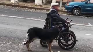 Видео с псом, помогающим своему хозяину, растрогало казахстанцев