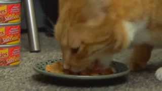 CATS REACT TO VIRAL VIDEOS