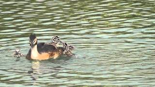 Grebe babies fighting on mother's back