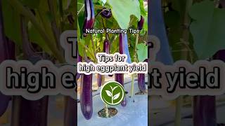 Tips for high Eggplant yields #plants #shortvideo #youtubeshorts #garden #farming #howto #viralvideo