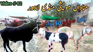 Lahore Bakra new Mandi | Manawan Maweshi Mandi 2024 | Eid 2024