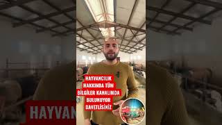 HAYVAN YETİŞTİRİCİLİĞİNDE DİKKAT EDİLMESİ GEREKEN KONULAR. #hayvancılık #tarım #besicilik #simental