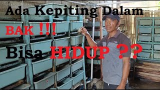 Budidaya Kepiting dalam Rak, bisa hidup ❓❓❓#kepitingsoka#budidayakepiting #kedunggebang #jejaknantha