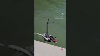 PROOF | PELICANS DON'T EAT FISH FILLETED #fishing #FISH #birds #inshorefishing #wildlife