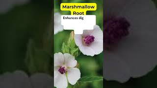 Marshmallow Root Health Benefits Herbal Plant #holistic #medicinalplants #herbalmedicine