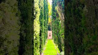 arborvitae treeline at the Italian village, Germany.