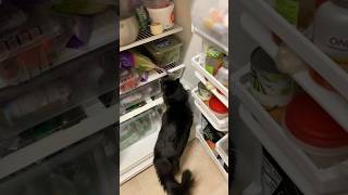 Мой помощник на кухне. Кот ЖОРИК #cats #catshorts #catonthekitchen #cat #catlovers  #catvideos