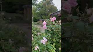 #shorts #rosegarden #viral #relaxing #beautiful #subscribe