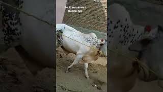 Beautiful Qurbani Animals/ Qurbani Bail/ Bakra Eid beautiful Bull/🐂 bull/white bull#shorts#qurbani