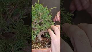 Limpieza a pre bonsai de junípero chinensis "kishu", en breve vídeo completo #bonsai