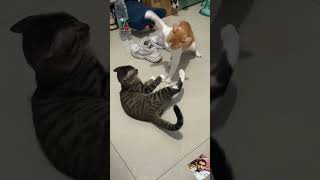 Funny Pet Cat Slapping and Playfully Beating Moments  #funnyanimal #cat #cutepets