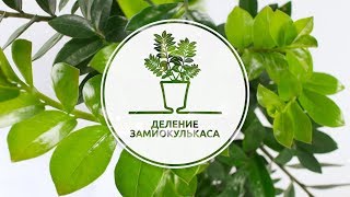 Деление замиокулькаса - как правильно размножить долларовое дерево