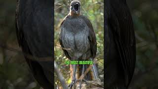 Superb Lyrebird | The World’s Greatest Mimic and Songbird #shorts