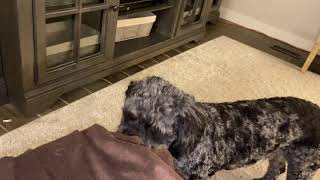 Wire Fox Terrier Plays with a Friend!