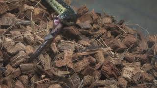 Common garter snake snacking on an earthworm