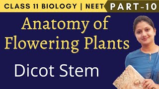 Anatomy of Flowering Plants Class 11 Biology | NEET | Part 10