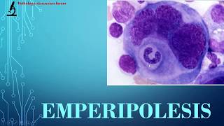 Emperipolesis: