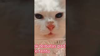 fakta menarik kucing putih