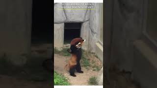 This adorable red panda is shocked. Does hi surrender?