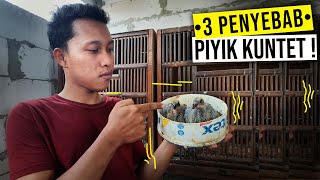 3 PENYEBAB PIYIK MERPATI KUNTET / PERTUMBUHAN TIDAK SEMPURNA