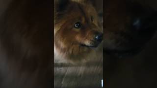 chowchow gets treat #pets #chowchow #dogs #cute