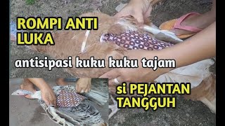 MEMBUAT ROMPI ANTI LUKA UNTUK INDUK AYAM KALKUN BETINA