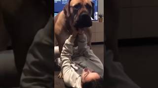 Big Gentle Boerboel Playing #shortsfeed #viralvideo #boerboel