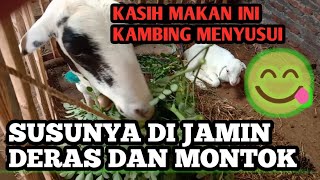 CARA MEMPERBANYAK SUSU KAMBING #pelancarsusukambing #paksukis